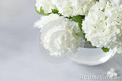 Close-up of delicate white flowers of Viburnum opuses on a gray background. greeting card. Stock Photo