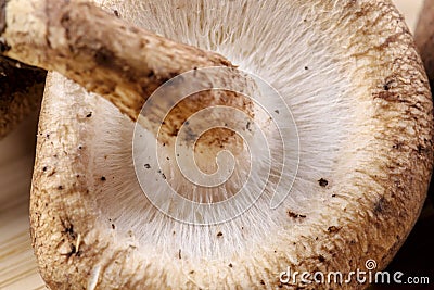 Close up of delicious edible brown mushrooms Stock Photo