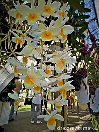 Close up Dendrobium farmeri paxton orchid background Stock Photo