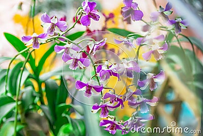 Close up dendrobium orchid in garden Stock Photo