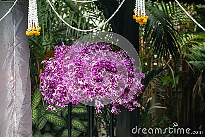 Close up Dendrobium orchid hybrids in the garden.Selective focus beautiful purple orchid. Stock Photo