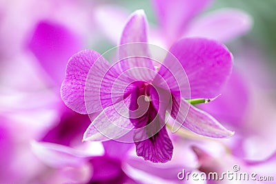 Close up Dendrobium orchid hybrids in the garden.Selective focus beautiful purple orchid. Stock Photo