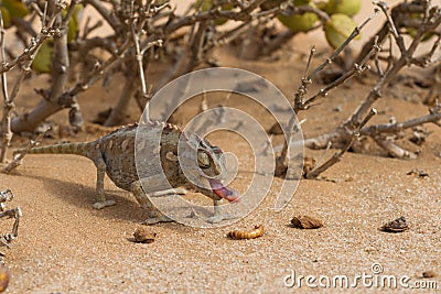 Close up of a desert chameleon Stock Photo