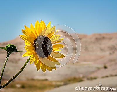 Close up of a desert sunflower blossom Stock Photo