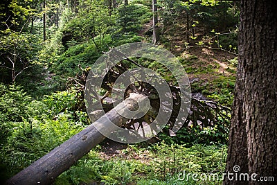 Close up on destroyed tree in the forest Stock Photo