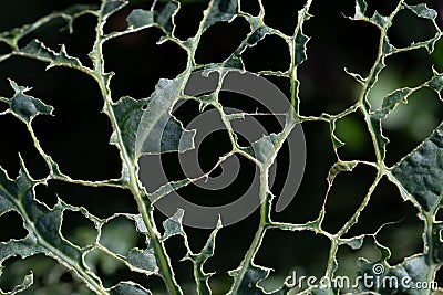 Close up, detail and background of a green cabbage leaf that has been eaten by pests. The skeleton is left with some fragments of Stock Photo