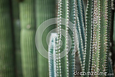 Close up detail of a beautiful and impressive big vertical succulent cactus, Stock Photo