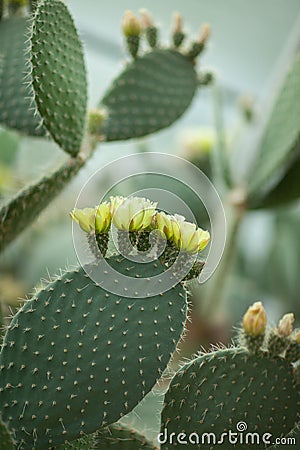 Close up detail of beautiful opuntia, prickly pear cactus with yellow blossom Stock Photo
