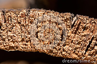 Close-up and detail cork bark in drying Stock Photo