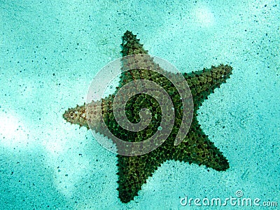 Close up Detail of Cushion Sea Star in Tobago Cays, Marine Park: Saint Vincent and the Grenadines, Eastern Caribbean. Stock Photo