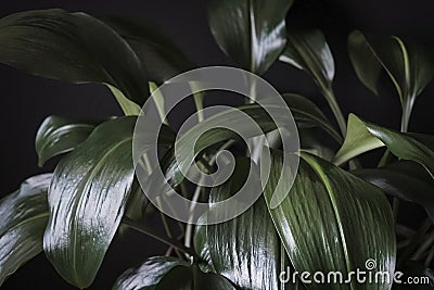 Close up detail of dark green Eucharis leaves Stock Photo