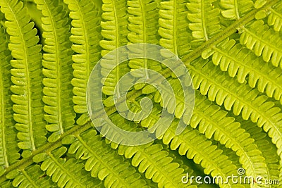 Close up detail of a fresh fern leaf growing in a formal garden Stock Photo