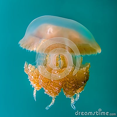 Close up detail golden jellyfish on blue turquoise underwater background Stock Photo