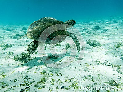 Close up detail of a Green Sea Turtle (Chelonia mydas) Swimming in Sunlit Caribbean Seas at Tobago Cays. Stock Photo