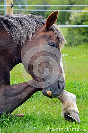 Close up /detail Horse / pony tail resting her head on her foreleg Stock Photo