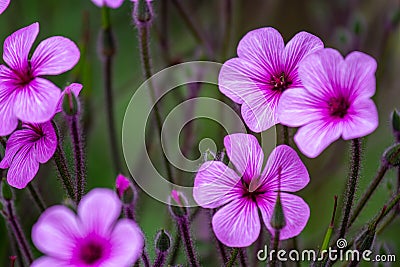 Purple Petels and Buds Stock Photo