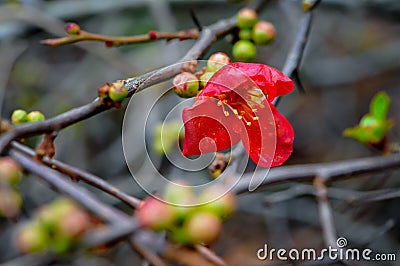 Close up detail Japanese quince flower Chaenomeles japonica. Delicate red bloom on a leafless branch with new buds appearing Stock Photo