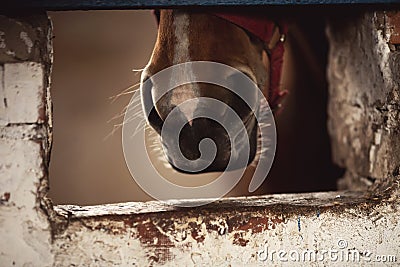 Close-up detail Nose of brown horse, bridle, saddle Stock Photo