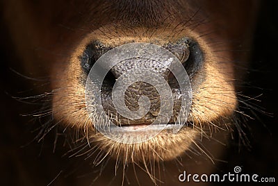 Close up detail of the nose of a young Spanish bull calf Stock Photo