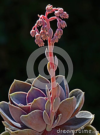 Succulent Blossom Detail Stock Photo