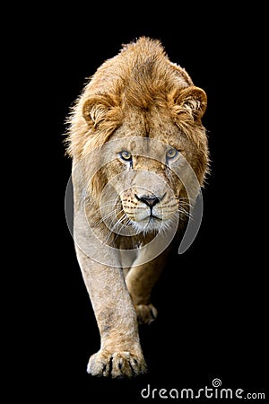 Close up detail portrait of big male lion on black background Stock Photo