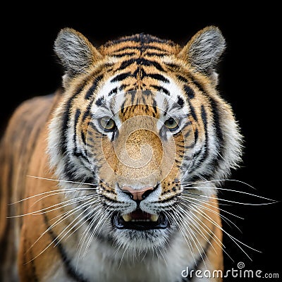 Close-up detail portrait of big Siberian or Amur tiger on black background Stock Photo