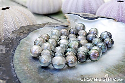 Tahitian Black Pearls in a Black lip oyster shell Stock Photo