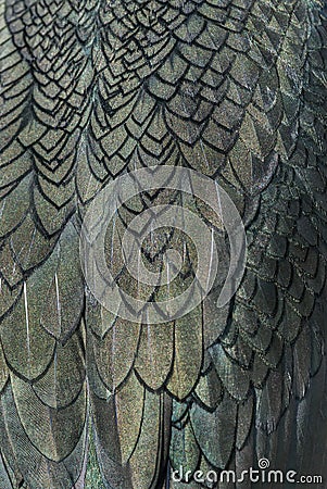 Close up detail of shag plumage Stock Photo