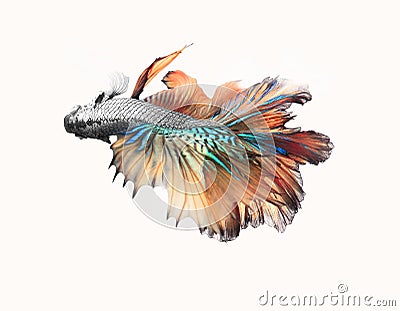 Close-up detail of Siamese fighting fish,colorful half moon type. Stock Photo