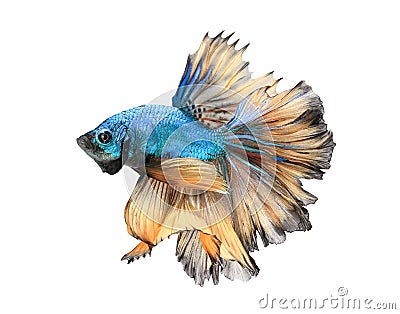 Close-up detail of Siamese fighting fish, colorful half moon type. Stock Photo