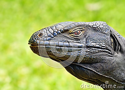 A closeup detailed profile headshot of a komodo dragon lizzard. Stock Photo