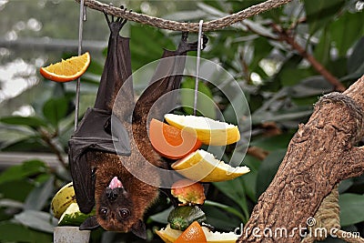 Pteropus are commonly known as fruit bats or flying foxes surrounded by fruits hanging from the rope Stock Photo