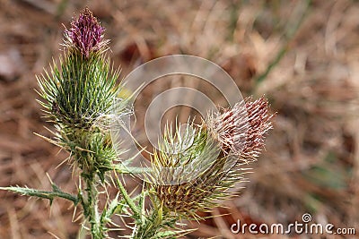 Close-up detail of spent and drying scotch thistles with shallow Stock Photo