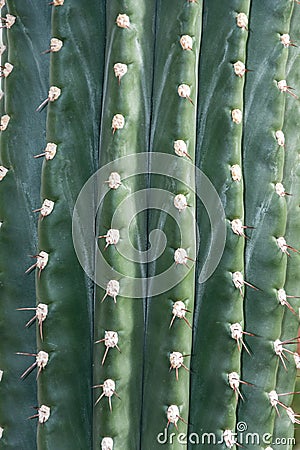 Close-up detail of the texture of an Echinopsis Atacamensis cactus, in the Arganzuela greenhouse of Madrid Stock Photo