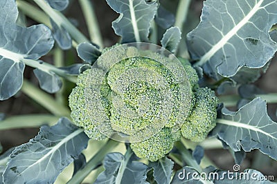 Close-up detail top above view of blooming fresh organic green broccoli plant growing on soil in flower garden bed at Stock Photo