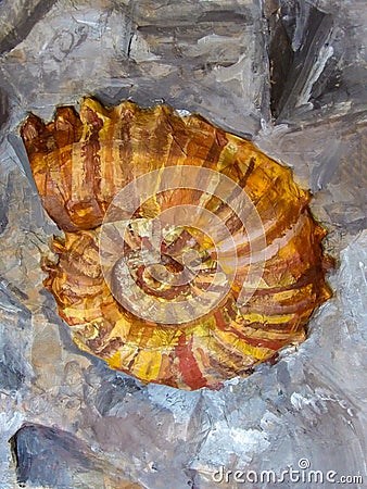 Close up detailed image of ammonite fossil texture Stock Photo