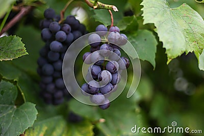Close up detailed photography of grapes hanging in tree Stock Photo