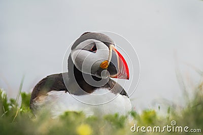 Arctic/Atlantic Puffin on Latrabjarg Cliff, Iceland Stock Photo