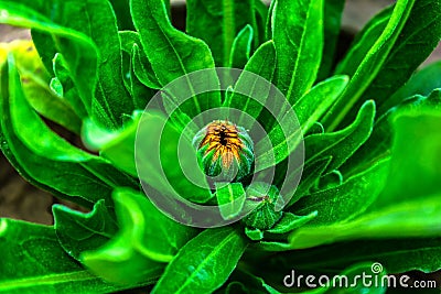 Close Up Shot Of A Calendula Flower Buds With Green Leaves Stock Photo