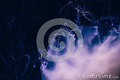 Close-up details of a Ghost jellyfish Stock Photo