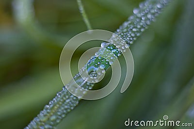 Close up of dew on a blade of grass Stock Photo