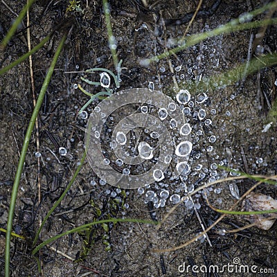 close up of dew particles on the ground Stock Photo
