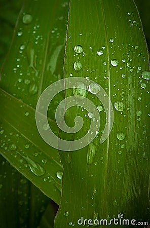 A close up of dew water droplet on a green corn leaf Stock Photo