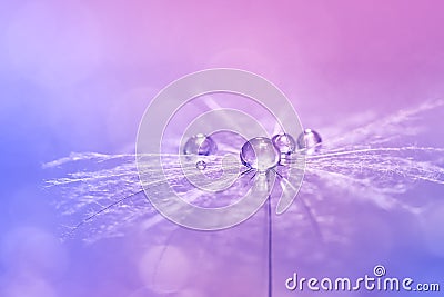 Close-up of dew water drops on a dandelion, blurred pastel pink-blue background. Beautiful delicate abstract macro. Selective Stock Photo