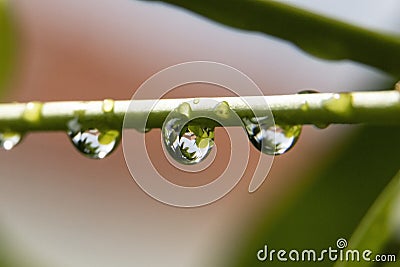 Close up - dewdrops on a green branch Stock Photo