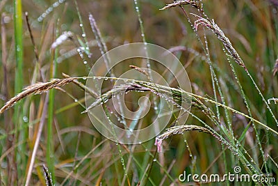 Close up of dewdrops hanging on the culm or stems of grass plants. Background of focus or blurred Background Stock Photo