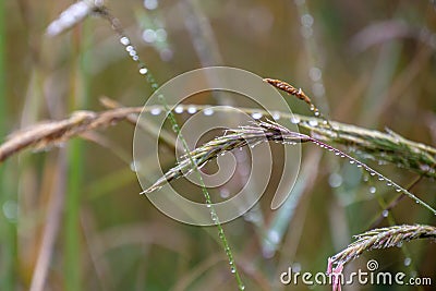 Close up of dewdrops hanging on the culm or stems of grass plants. Background of focus or blurred Background Stock Photo