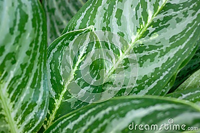 Close up of Dieffenbachia leaf Stock Photo