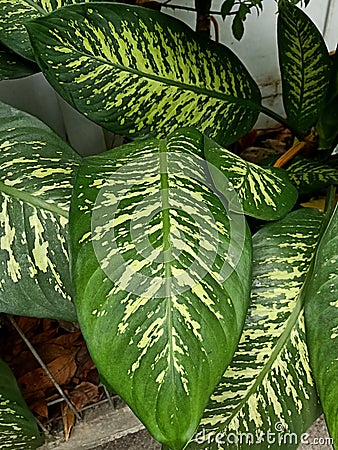 Close up of dieffenbachia seguine plant Stock Photo