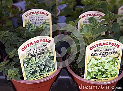Close-up of different kinds of oregano herb bedding plants for sale with a sign identifying the type Editorial Stock Photo